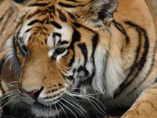 обои Красивый усатый тигр фото