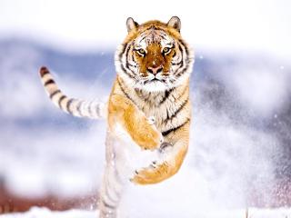 обои Прыгающий тигр фото