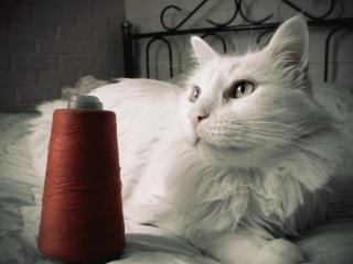 обои Белая кошка и катушка ниток фото