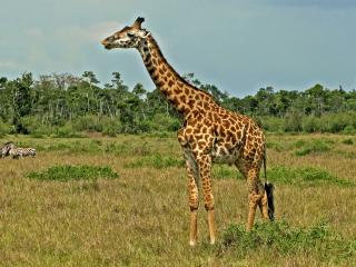 обои Одинокий жираф и зебры фото