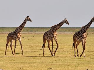 обои Бредущие по саванне жирафы фото