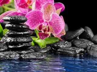 обои Черные камни прекрасные цветы фото