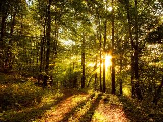 обои Солнечные лучи гуляют по лесу фото