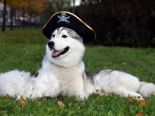 обои Собака в пиратской шапке фото