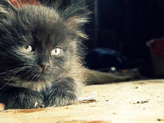 обои Пушистый чёрный котёнок фото