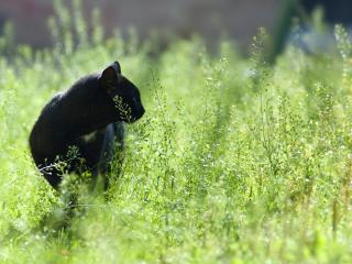 обои Чёрный кот в поле фото