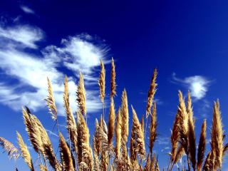 обои Колосья травы на фоне неба фото