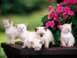 обои Белые котята у куста цветов фото