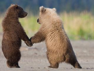 обои Два гуляющих медвежонка фото