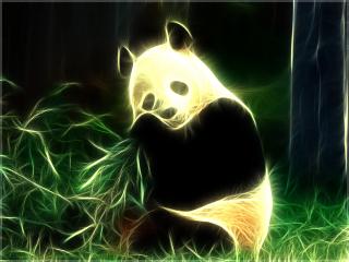 обои Зарисовка панды фото