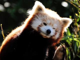 обои Красная панда чешет ухо фото