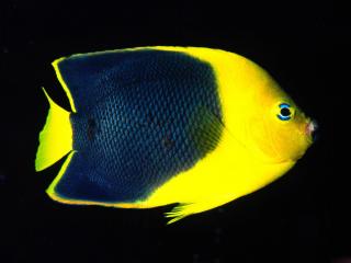 обои Экзотичная желтая рыбка фото