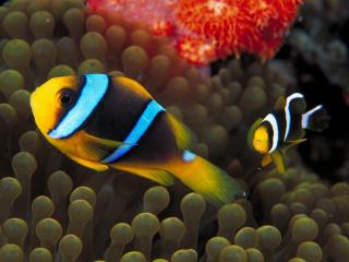 обои Две желто-черно-голубые рыбки фото