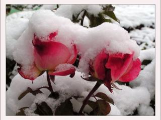 обои Розы под снегом фото