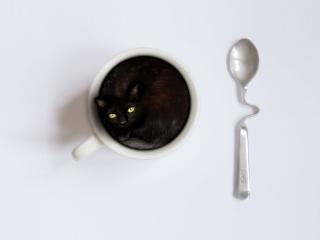 обои Крепкий кофе из кота фото