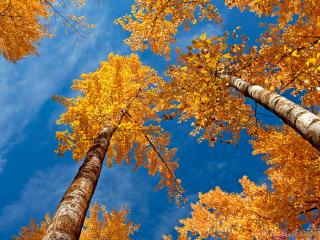 обои Березовый  лес осенью фото
