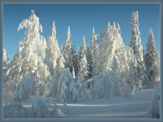 обои Деревья хвойные в снегу фото