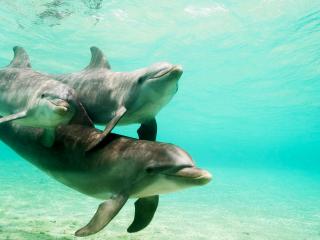 обои Дельфины под водой играют фото