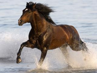обои Бегущая по воде лошадь фото