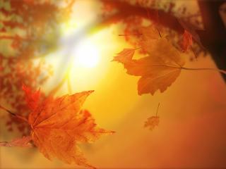 обои Желтые осенние листья на закате фото