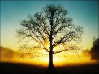 обои Силуэт весеннего дерева на солнце фото