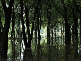 обои Лес в воде фото