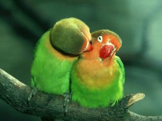 обои Нежный поцелуй попугайчиков фото