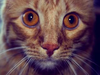 обои Кот с оранжевыми глазами фото