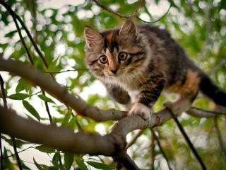 обои Кот-охотник на дереве фото