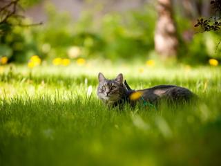 обои Кот на зелёной лужайке фото