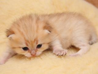 обои Оранжевый котёнок персидской породы фото