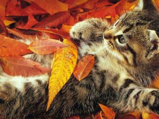 обои Котёнок на опавшей листве фото