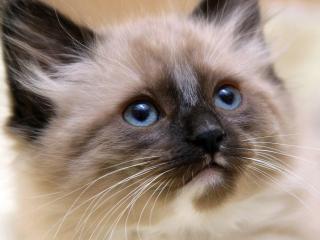 обои для рабочего стола: Сиамский котёнок с голубыми глазами