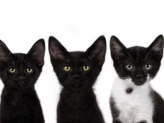 обои Чёрно-белые котята фото