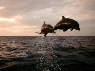 обои Красиво летят над водой фото