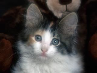 обои Котик с голубыми глазами фото