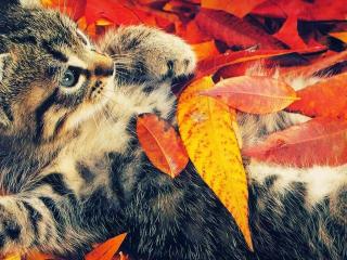 обои Котик на осенних листьях фото