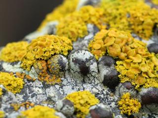 обои Желтые грибы на коре березы фото
