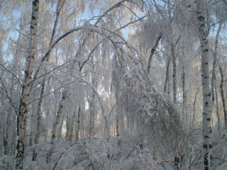 обои для рабочего стола: Берёзовый лес в снегу - деревья гнутся от снега