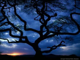 обои Темное закатное небо сквозь ветви дерева фото