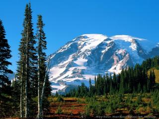 обои Хвойный лес у подножья снежной горы фото