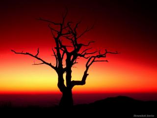 обои Весеннее дерево на фоне красного заката фото