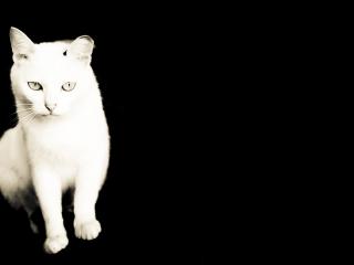 обои Белый кот на черном фоне фото