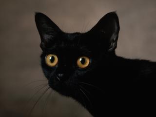 обои Черный удивленный кот фото