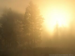 обои Свет сквозь туман в лесу фото