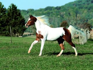 обои Бело-коричневая лошадь фото