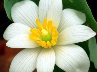 обои Белый цветок с желтыми тычинками фото
