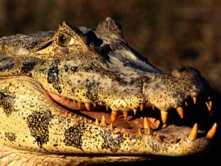обои Пасть крокодила фото