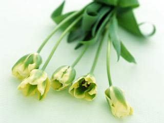 обои Букет зеленых тюльпанов фото