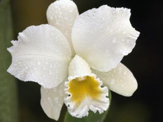 обои Белый цветок,   капельки росы фото